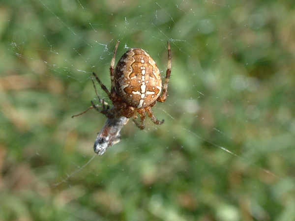 Araneus diadematus